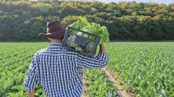 Ein Bauer Der Auf Einer Plantage Eine Kiste Kohl Auf — Stockvideo