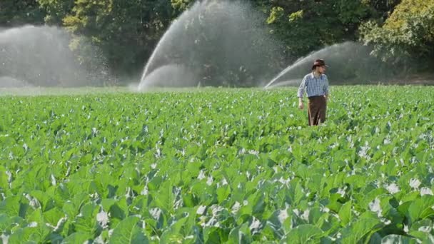 Фермер собирается на плантацию во время работы системы разбрызгивания воды — стоковое видео