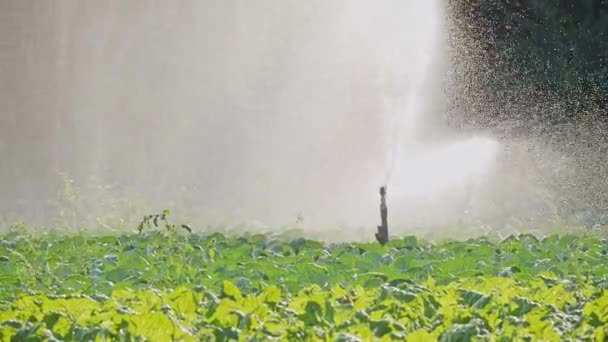 灌漑キャベツ プランテーション — ストック動画