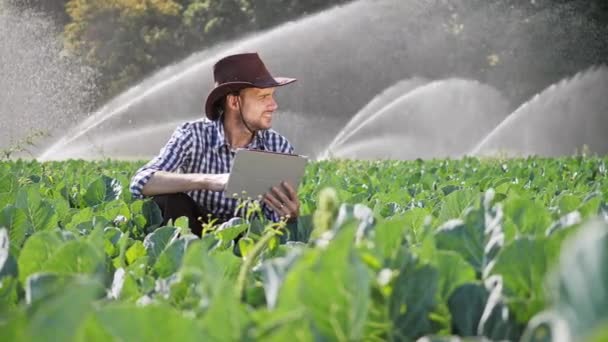 Çiftçi onun ekimi izleme sırasında dijital tablet kullanma. — Stok video