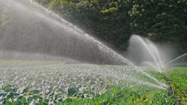 Irrigatie kool plantage — Stockvideo
