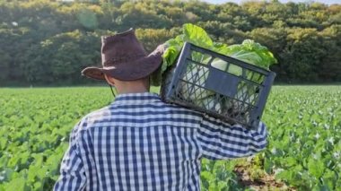 Lahana plantation, onun omzuna bir kasa taşıyan bir çiftçi.
