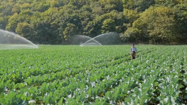 Agriculteur va sur sa plantation pendant le travail du système d'arrosage d'eau — Video