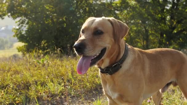 Retrato de lindo perro en la naturaleza — Vídeo de stock