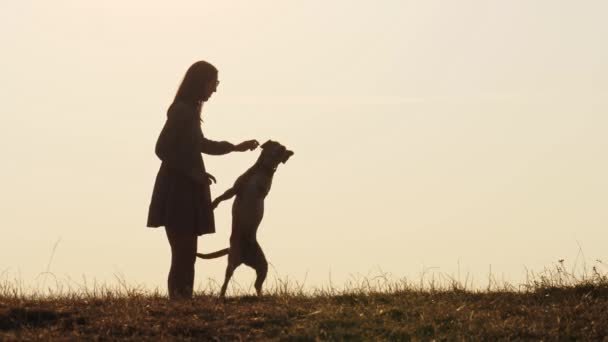 Silhouettes of adorable girl training a dog and feeding it on the nature — Stock Video