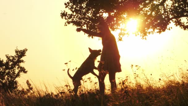 Silhuetas de menina treinando e brincando com seu cachorro bonito durante o pôr do sol incrível — Vídeo de Stock