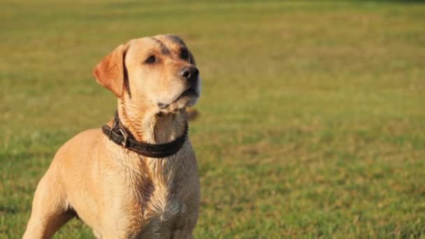 Chien aboyant et agiter la queue. Chien mignon sur une herbe verte .