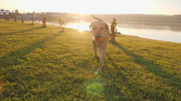 A cute dog bringing a ball to the camera at sunny day. Close-up — Stock Video