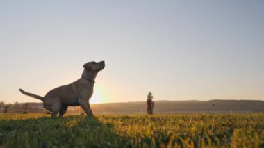 Atlar köpekler ve top doğa üzerinde günbatımında yakalar.