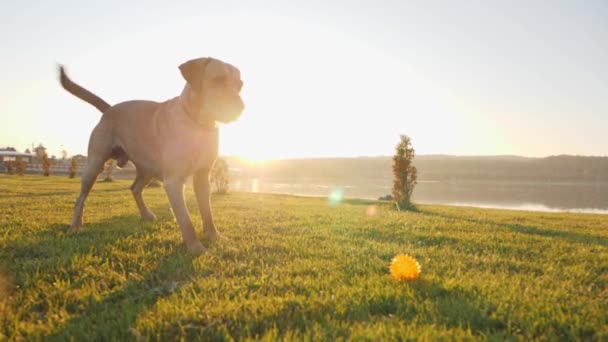 Havlayan köpek ve kuyruk wag. Yeşil çimenlerin üzerinde şirin köpek. — Stok video