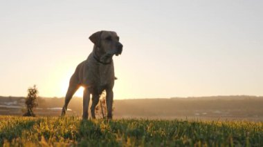 Köpek havlıyor ve dedikodu kuyruk günbatımı sırasında yakın çekim