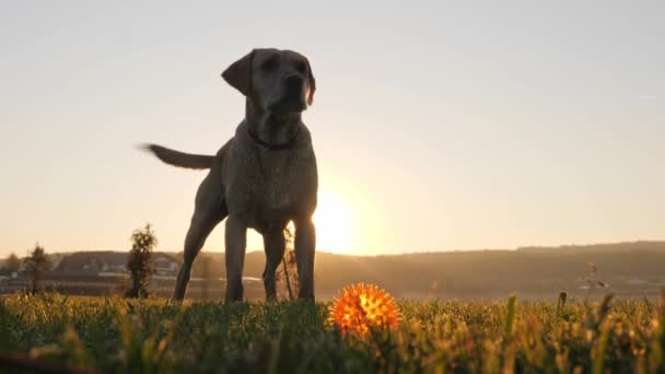 Primo piano del cane che abbaia e scuote la coda durante il tramonto — Video Stock