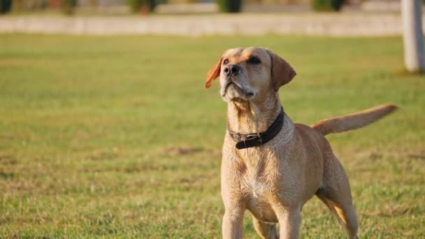 Chien aboyant et agiter la queue. Mignon chien sur une herbe verte. Mouvement lent 