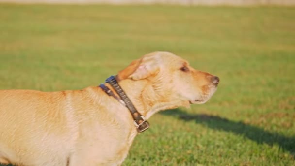 Chien aboyer et agiter la queue 