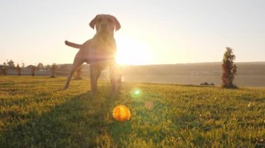 Köpek havlıyor ve dedikodu kuyruk günbatımı sırasında yakın çekim