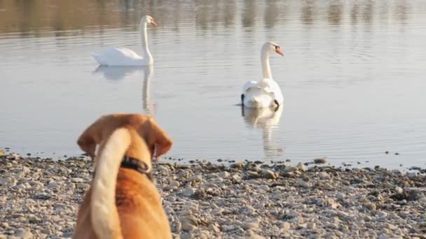 Cane che abbaia su un cigno in acqua — Video Stock