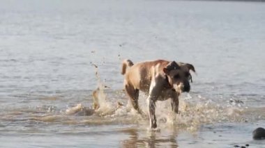 Gölde çalıştıran oynayan sevimli köpek. Islak köpek.