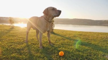 Havlayan köpek ve kuyruk wag. Yeşil çimenlerin üzerinde şirin köpek.