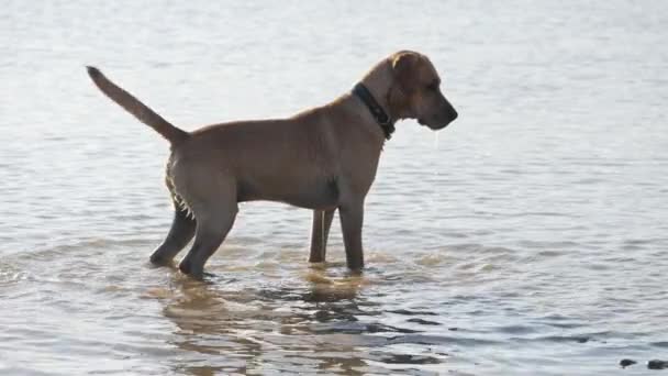 Schattige hond staande in het water van lake. Een natte hond. — Stockvideo