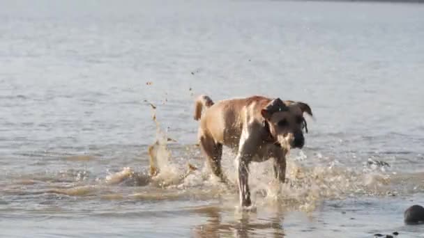 Χαριτωμένος σκύλος παίζει τρέχει στη λίμνη. Ένα βρεγμένο σκύλο. — Αρχείο Βίντεο