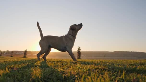 Cães salta e pega bola na natureza ao pôr do sol — Vídeo de Stock