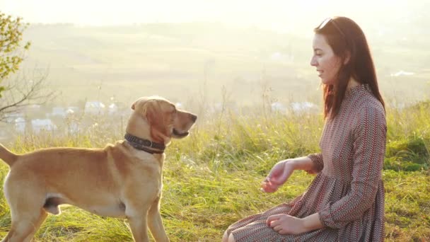 Çok güzel genç kadın ile köpek niteliğine şaşırtıcı günbatımı sırasında oynamaya. — Stok video