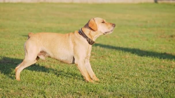 Chien aboyer et agiter la queue 