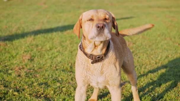 Perro ladrando y meneando la cola — Vídeo de stock