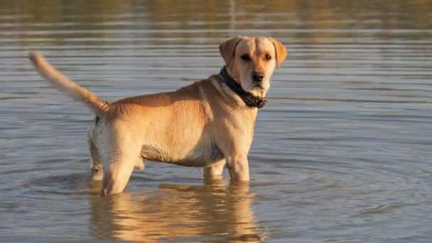 Hund bellt und wedelt mit dem Schwanz im Wasser — Stockvideo