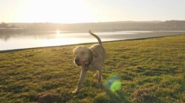 Sevimli köpek topu yakın göl güneşli gün çalışan Close-up