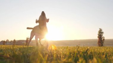 Köpek havlıyor ve dedikodu kuyruk günbatımı sırasında yakın çekim