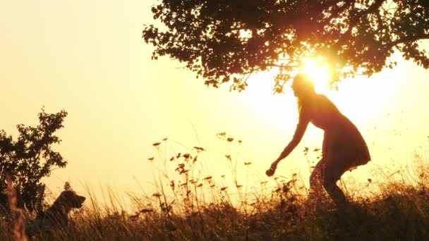 Silhouette di formazione ragazza e giocare con il suo cane carino durante il tramonto sorprendente — Video Stock