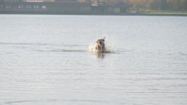 Gölde çalışan şirin köpek. Islak köpek.