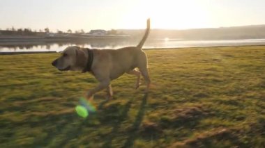 Sevimli köpek topu yakın göl güneşli gün çalışan Close-up. Ağır çekim