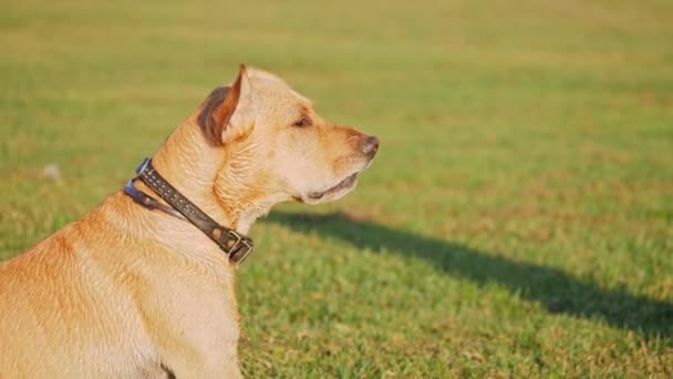 Chien aboyer et agiter la queue 