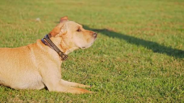 Chien aboyer et agiter la queue 