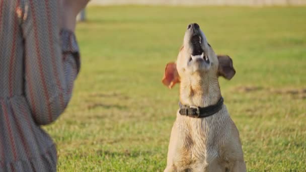 Vue de l'épaule du chien aboyant et agitant la queue 