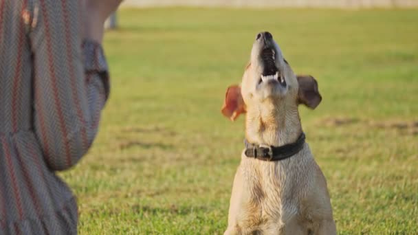 View from the shoulder of dog barking and wag the tail — Stock Video