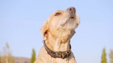 Köpek havlıyor ve dedikodu kuyruk Close-up