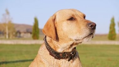 Havlayan köpek ve kuyruk wag. Yeşil çimenlerin üzerinde şirin köpek. Ağır çekim