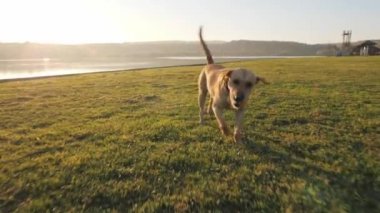 Sevimli köpek topu yakın göl güneşli gün çalışan Close-up