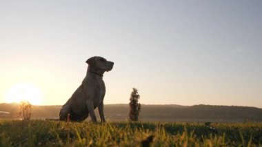Köpek topu yakalıyor. Köpek kovalayan topu.