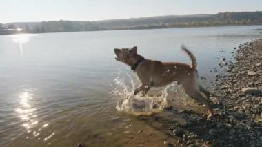 Bir su havlayan köpek