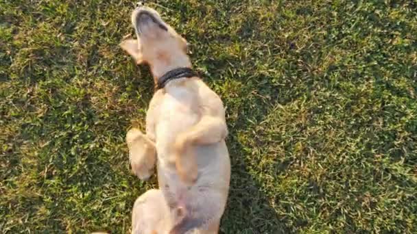 Een schattige hond spelen liggend op het gras — Stockvideo