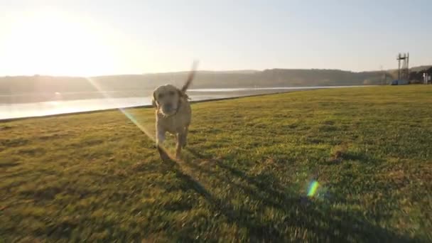 Крупный план милой собаки, бегущей с мячом возле озера в солнечный день — стоковое видео