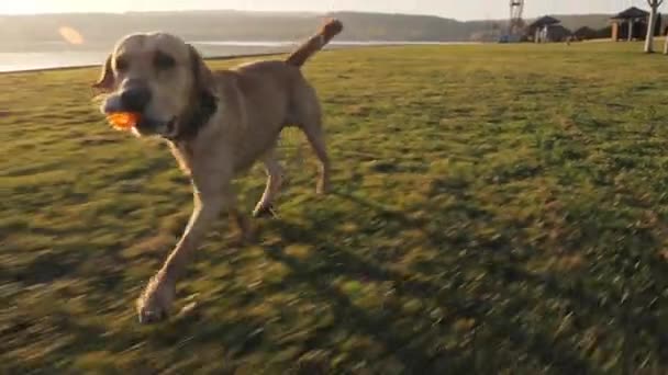 Κοντινό πλάνο του χαριτωμένος σκύλος τρέχει με μπάλα κοντά στη λίμνη σε ηλιόλουστη ημέρα — Αρχείο Βίντεο
