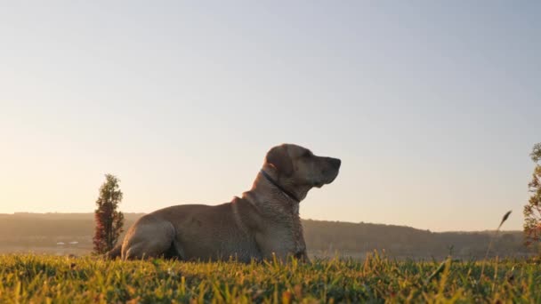 Perro atrapando la pelota. Perro persiguiendo pelota . — Vídeos de Stock