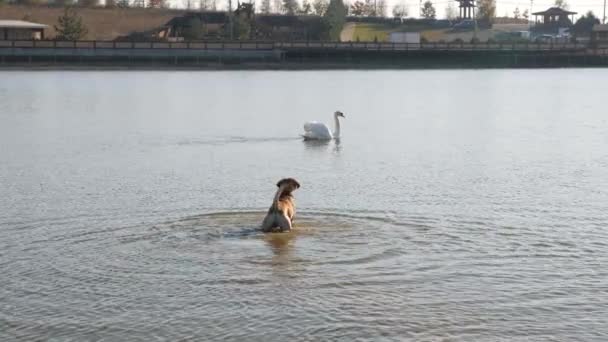 Cane che abbaia su un cigno in acqua — Video Stock