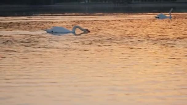 Belos Dois Cisnes Lago Movimento Lento — Vídeo de Stock