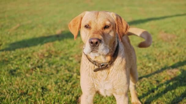 Chien aboyer et agiter la queue 